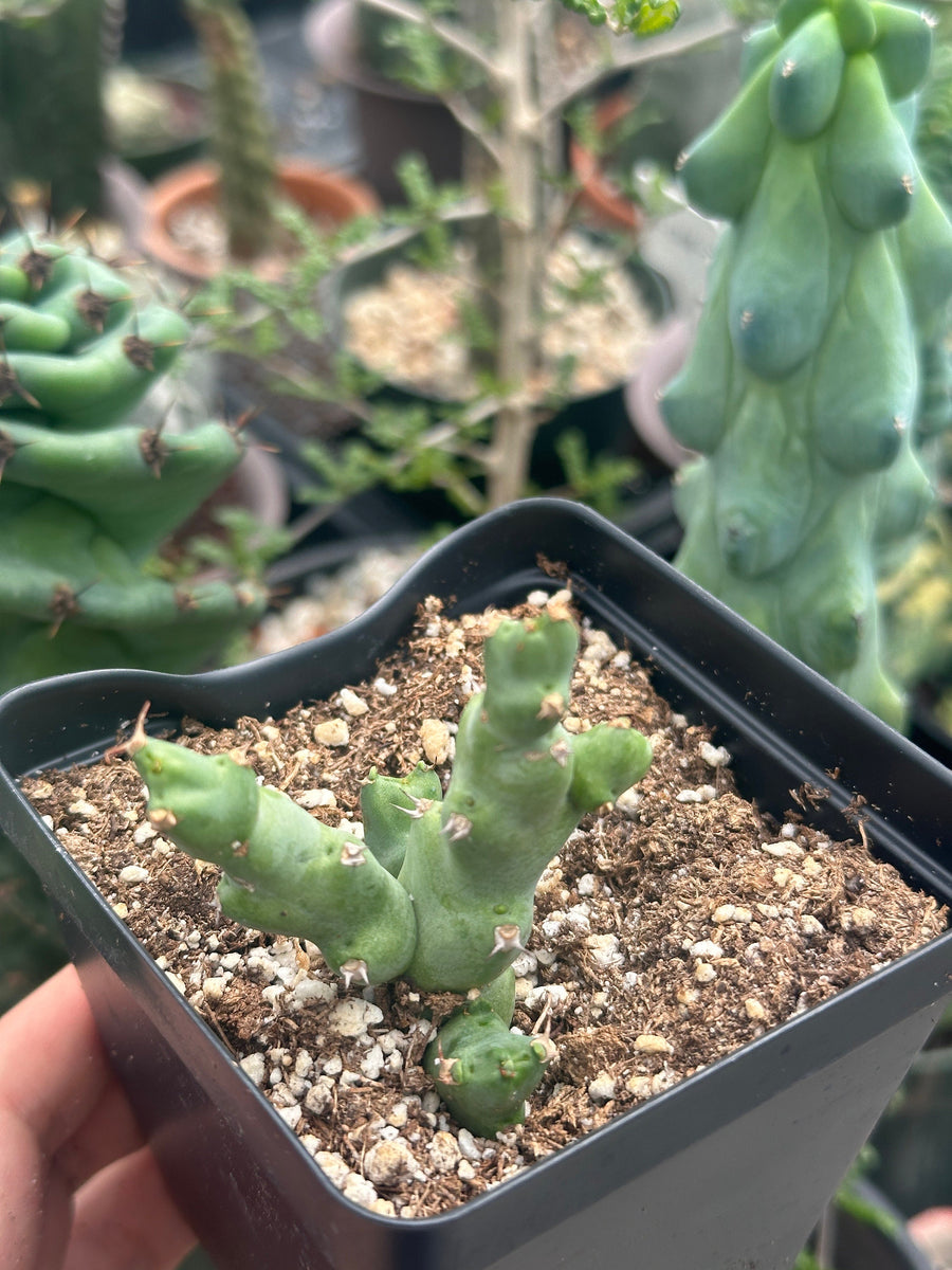 Rare Euphorbia - Euphorbia Clivicola