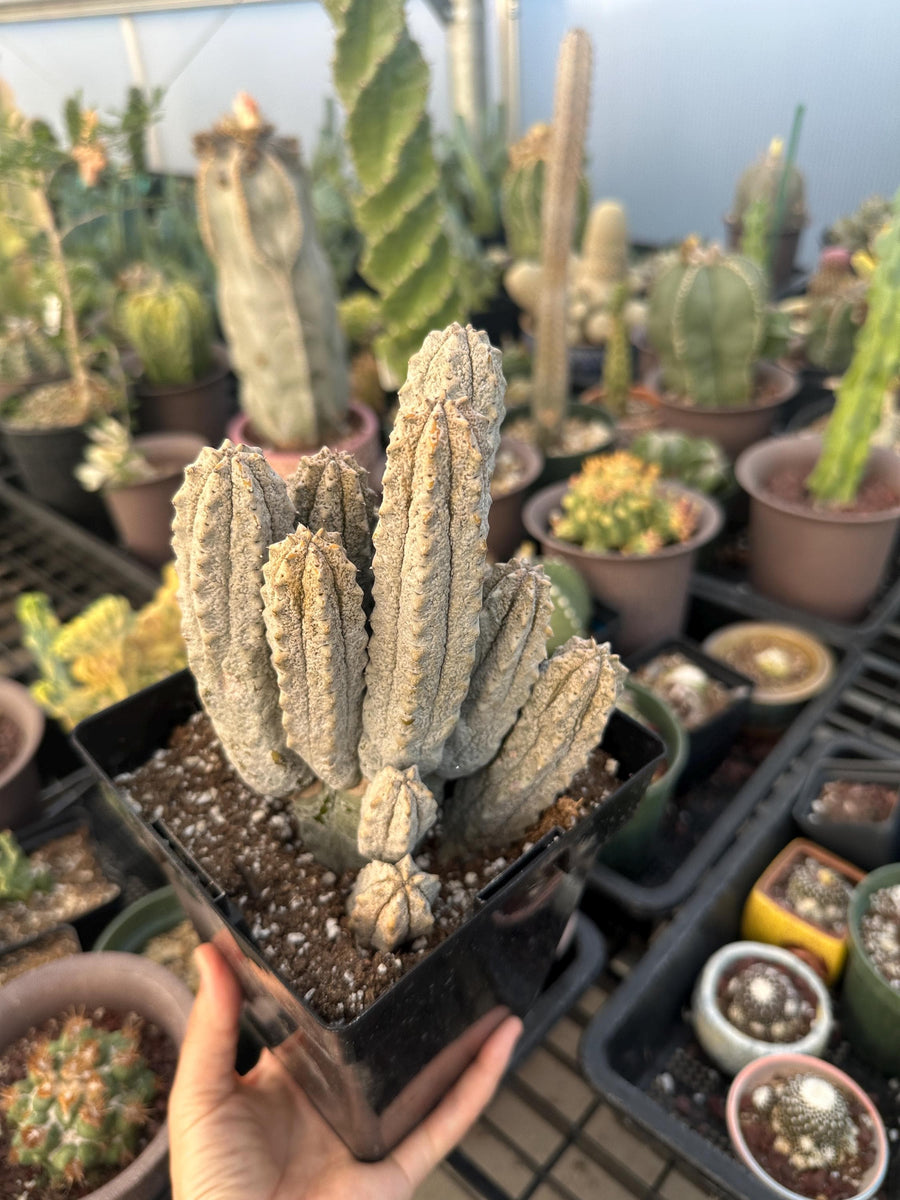 Rare Euphorbia - Euphorbia Abdelkuri Cluster (1)