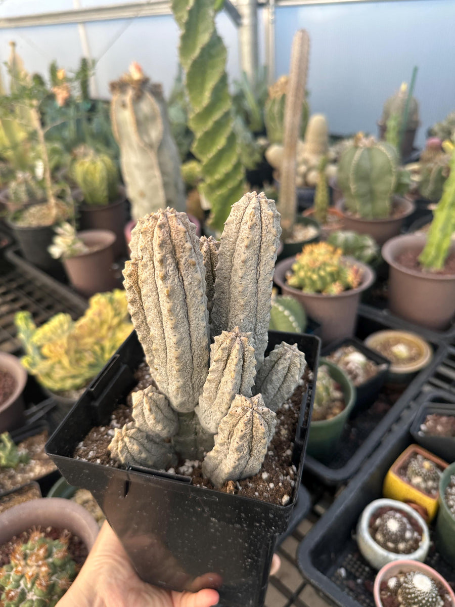 Rare Euphorbia - Euphorbia Abdelkuri Cluster (1)