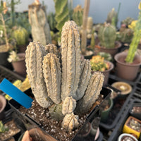 Rare Euphorbia - Euphorbia Abdelkuri Cluster (1)