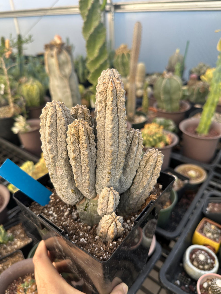 Rare Euphorbia - Euphorbia Abdelkuri Cluster (1)