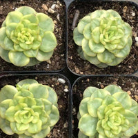 Rare Succulents - Sedeveria Rolly Variegated