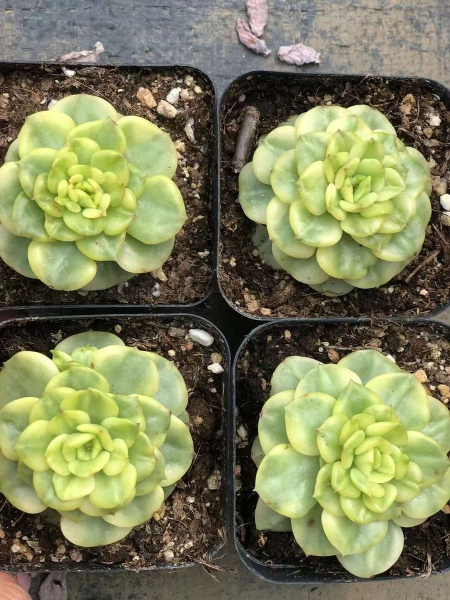 Rare Succulents - Sedeveria Rolly Variegated