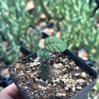 Dorstenia Elata, Rare Succulents (No Leaves)