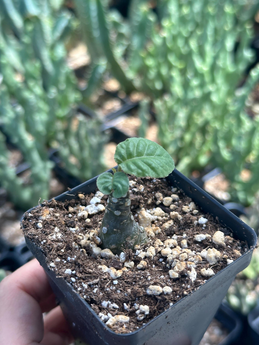 Dorstenia Elata, Rare Succulents (No Leaves)