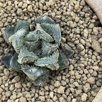 Rare Succulents - Haworthia Cooperi cv. Magic Thorn (2&quot;-2.5&quot;)