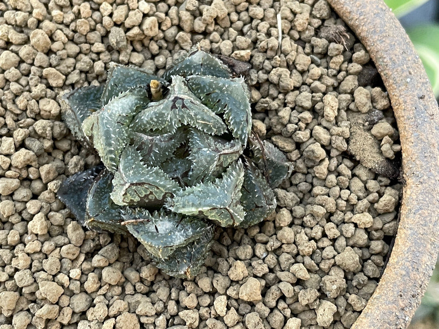 Rare Succulents - Haworthia Cooperi cv. Magic Thorn (2"-2.5")