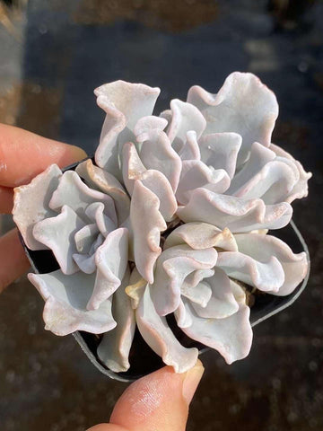 Rare Succulents - Echeveria crispate beauty (2