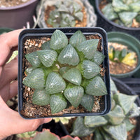 Rare Succulents - Haworthia Emelyae var. Comptoniana Oyayubihime 'Qinzhiji' (3.5")