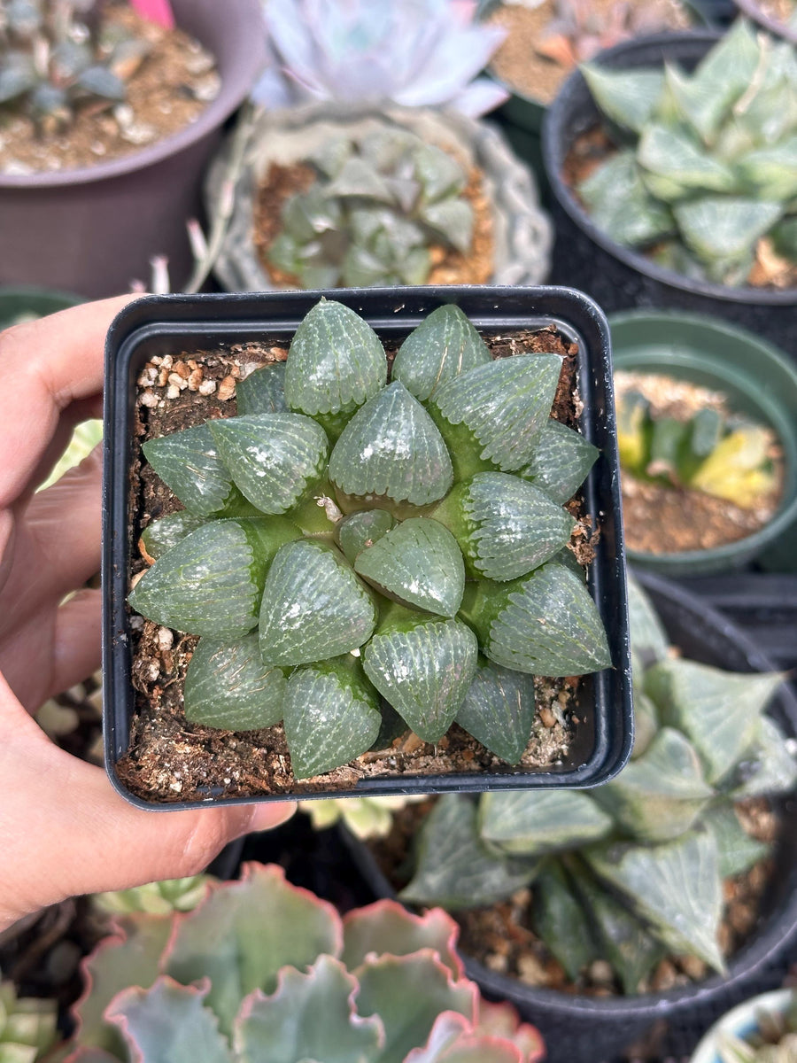 Rare Succulents - Haworthia Emelyae var. Comptoniana Oyayubihime 'Qinzhiji' (3.5