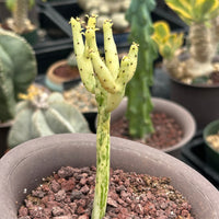 Rare Euphorbia - Euphorbia Leucodendron Variegata