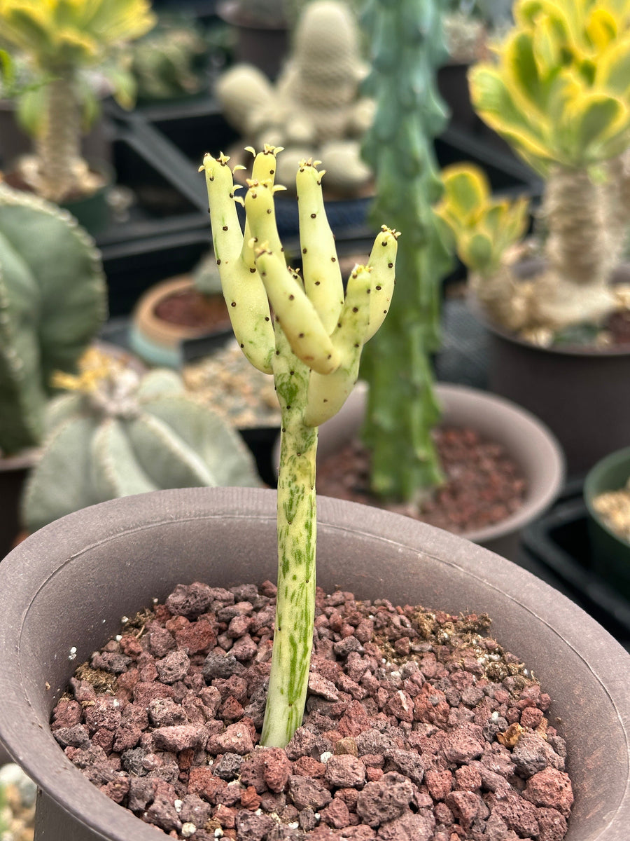 Rare Euphorbia - Euphorbia Leucodendron Variegata