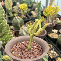 Rare Euphorbia - Euphorbia Leucodendron Variegata