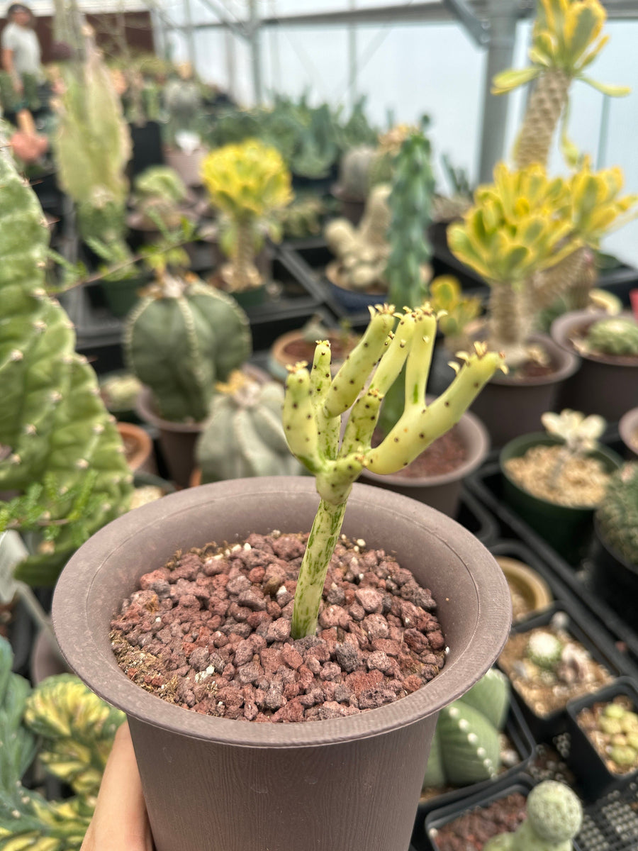 Rare Euphorbia - Euphorbia Leucodendron Variegata