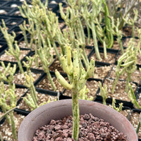 Rare Euphorbia - Euphorbia Leucodendron Variegata