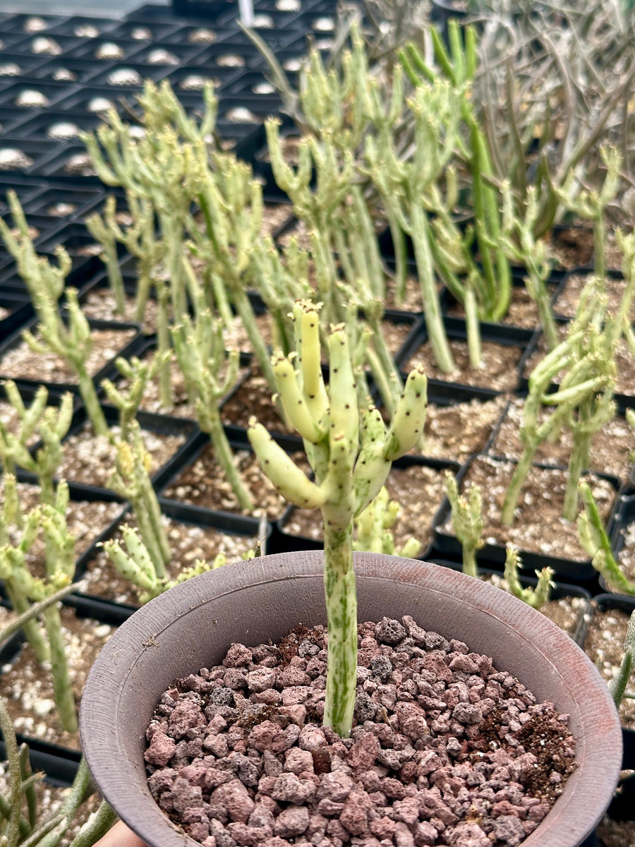 Rare Euphorbia - Euphorbia Leucodendron Variegata