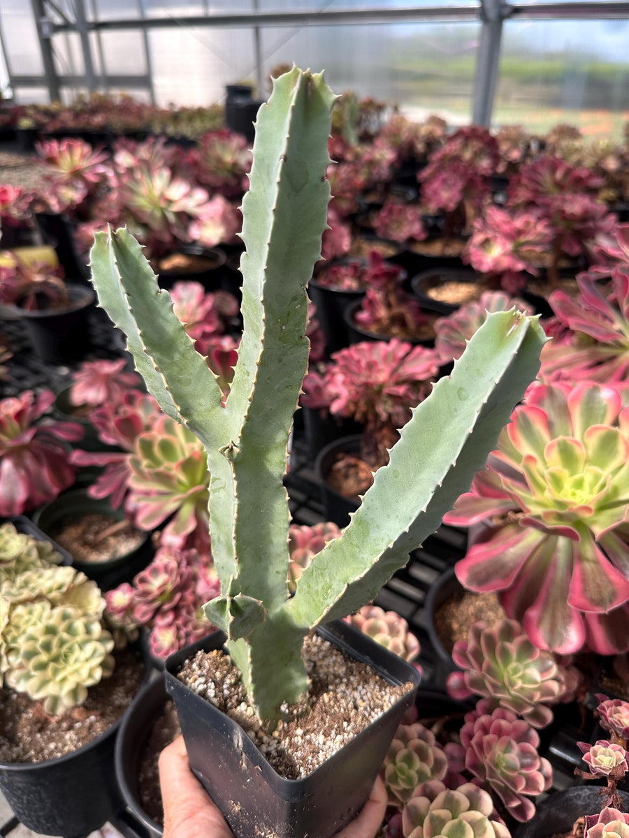 Rare Succulents - Caralluma Speciosa 8”-10”