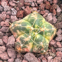 Rare Cactus - Gymnocalycium Horstii Variegata (1”)