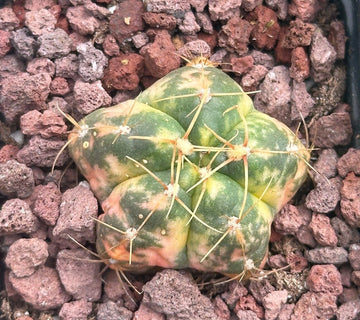 Rare Cactus - Gymnocalycium Horstii Variegata (1”)