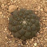 Rare Cactus - Copiapoa Hypogaea Lizard Skin (1.5”)