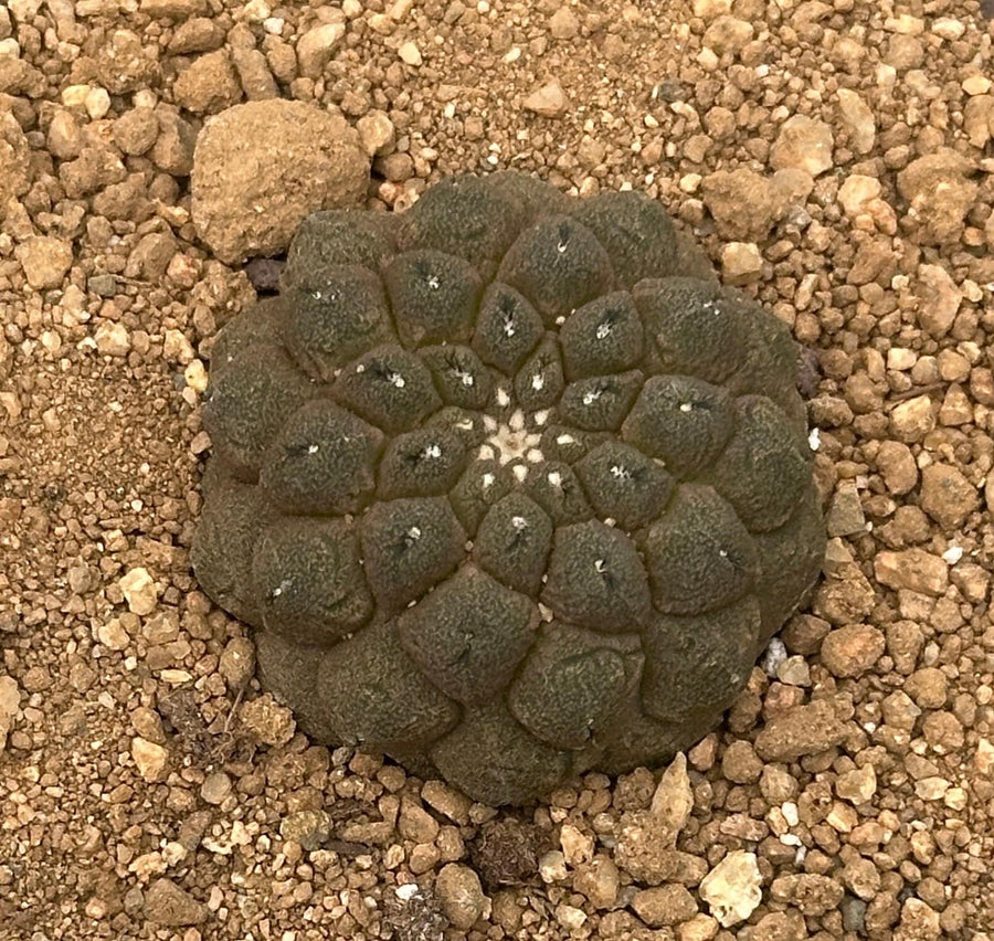 Rare Cactus - Copiapoa Hypogaea Lizard Skin (1.5”)