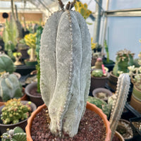 Rare Cactus - Astrophytum Onzuka 11” (1)