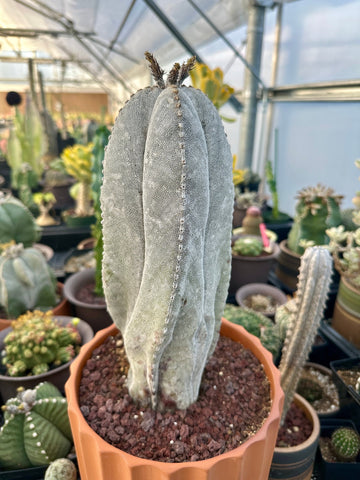 Rare Cactus - Astrophytum Onzuka 11” (1)