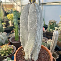 Rare Cactus - Astrophytum Onzuka 11” (1)