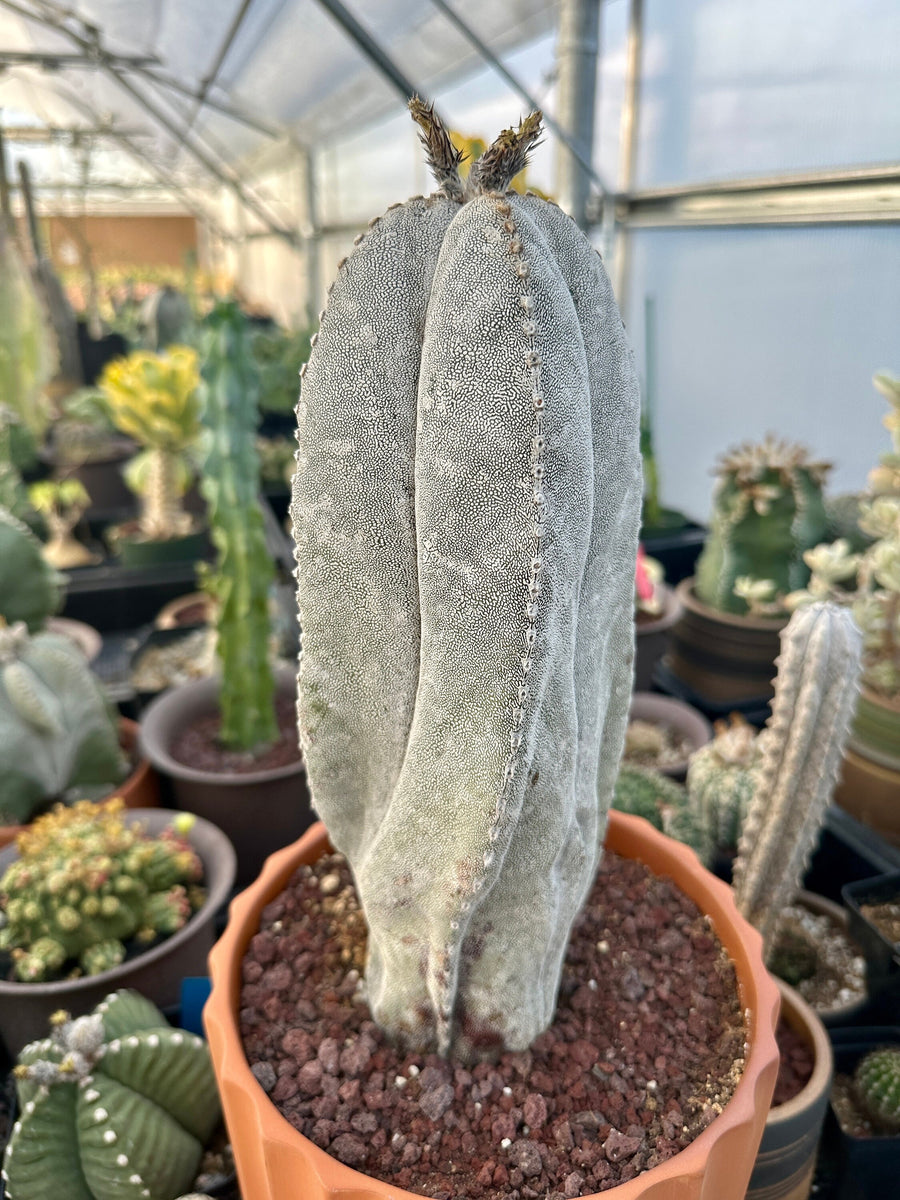 Rare Cactus - Astrophytum Onzuka 11” (1)