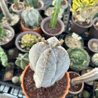 Rare Cactus - Astrophytum Onzuka 11” (1)