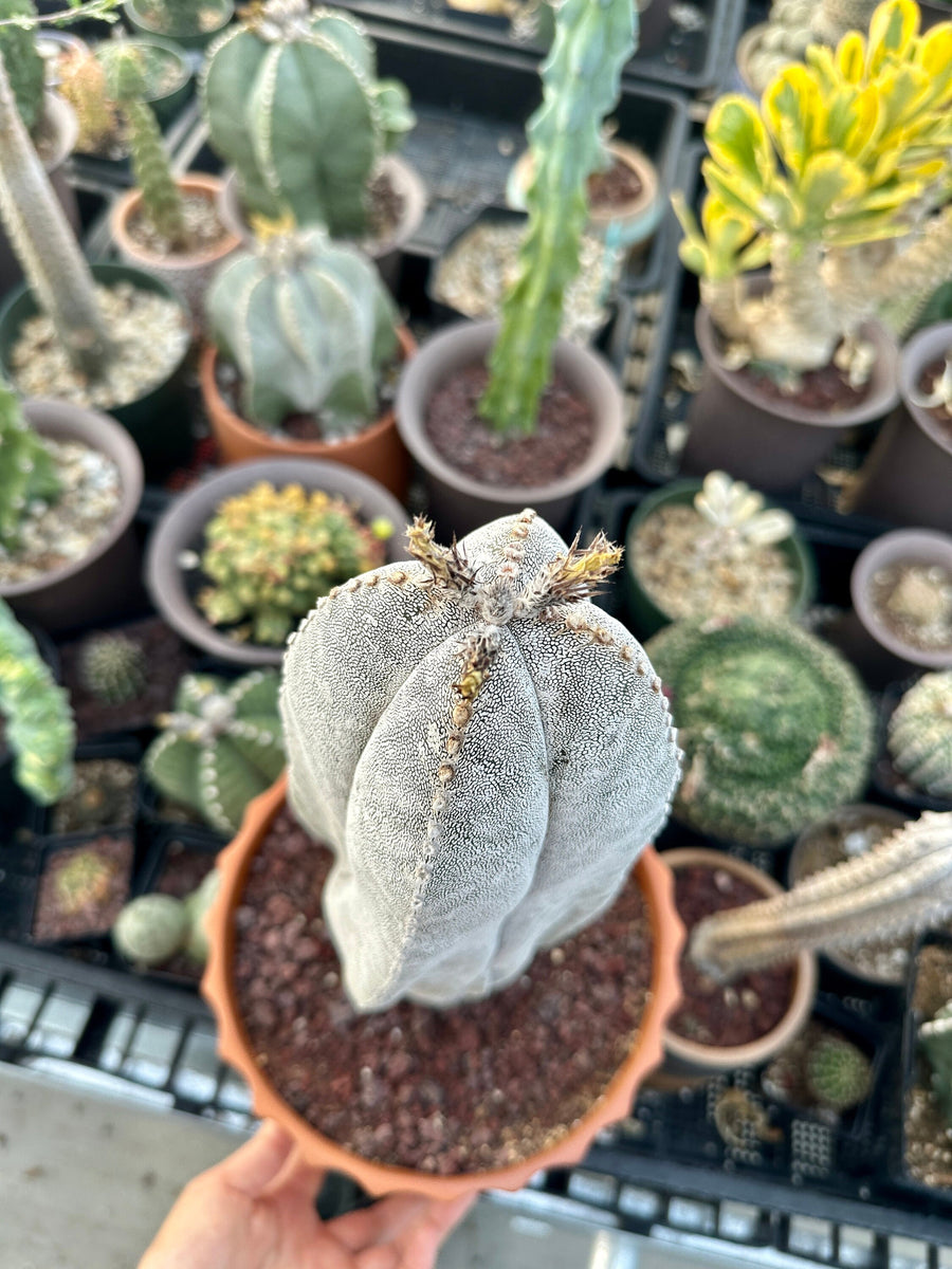 Rare Cactus - Astrophytum Onzuka 11” (1)