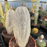 Rare Cactus - Astrophytum Onzuka 11” (1)