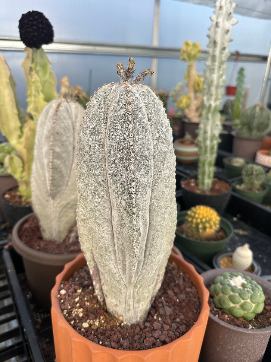 Rare Cactus - Astrophytum Onzuka 11” (1)