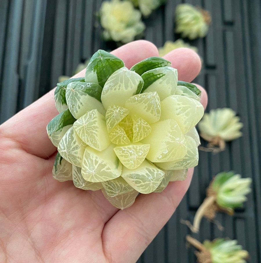 Rare Succulents - Haworthia cooperi variegata