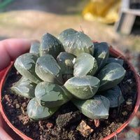 Rare Haworthia Green Flame - Unique and Stunning