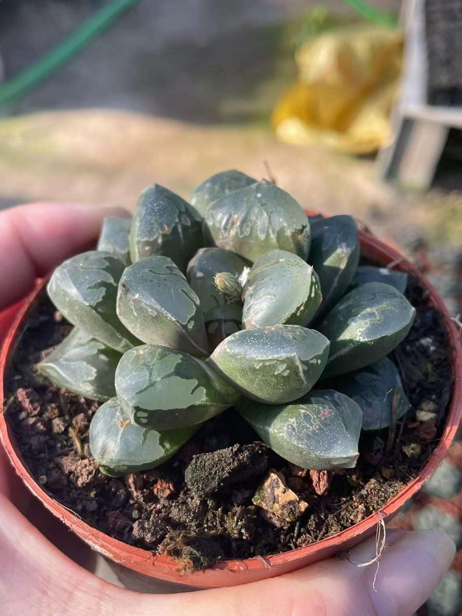 Rare Haworthia Green Flame - Unique and Stunning