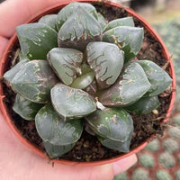 Rare Haworthia Green Flame - Unique and Stunning