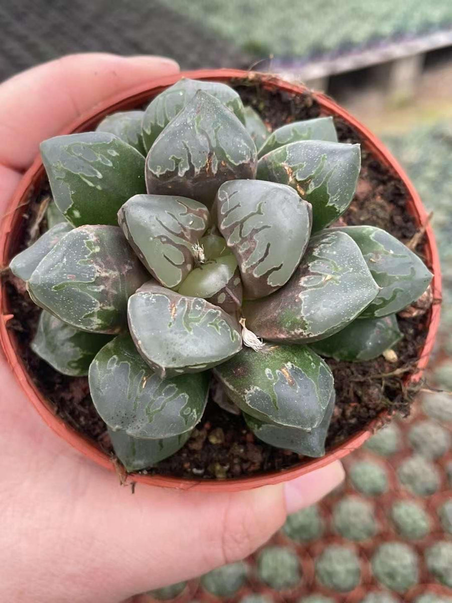 Rare Haworthia Green Flame - Unique and Stunning