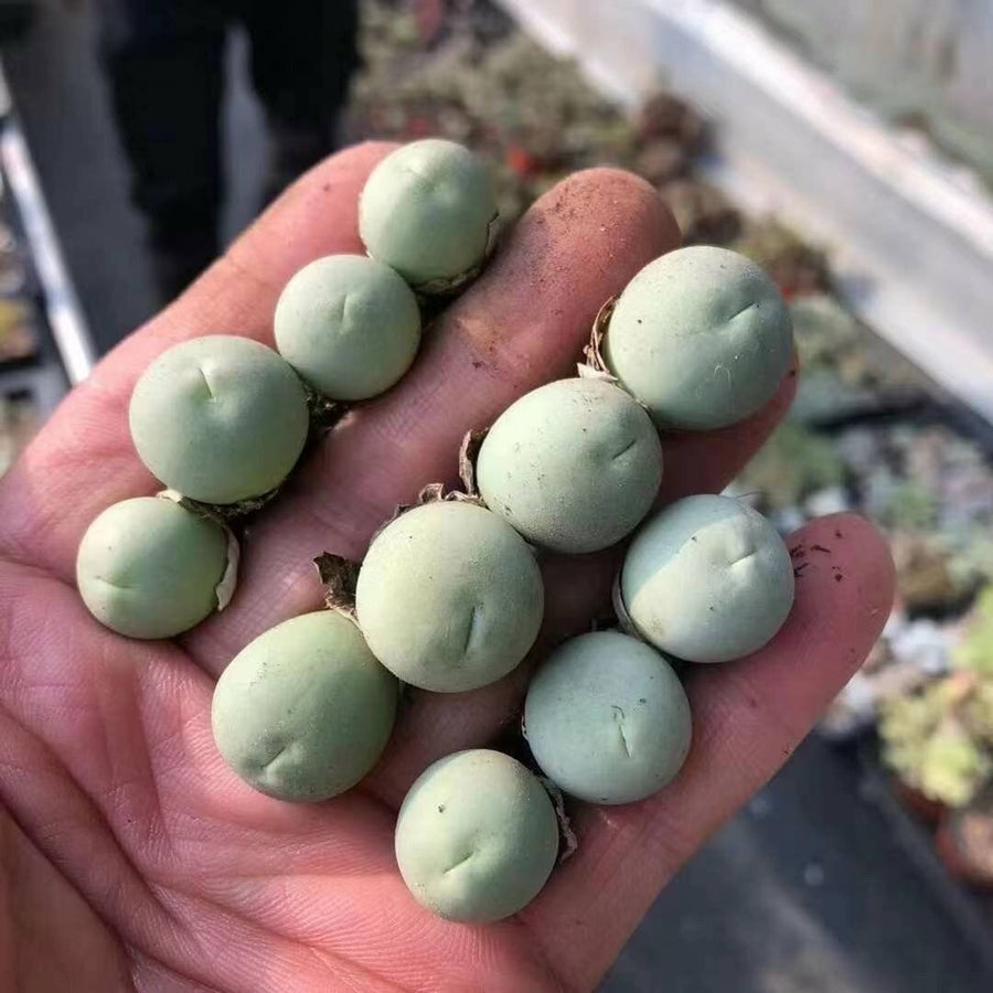 Rare Succulents - Conophytum Calculus (0.4”-0.5”)