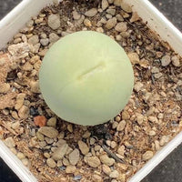 Rare Succulents - Conophytum Calculus (0.4”-0.5”)