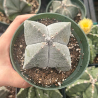 Rare Cactus - Astrophytum Coahuilense