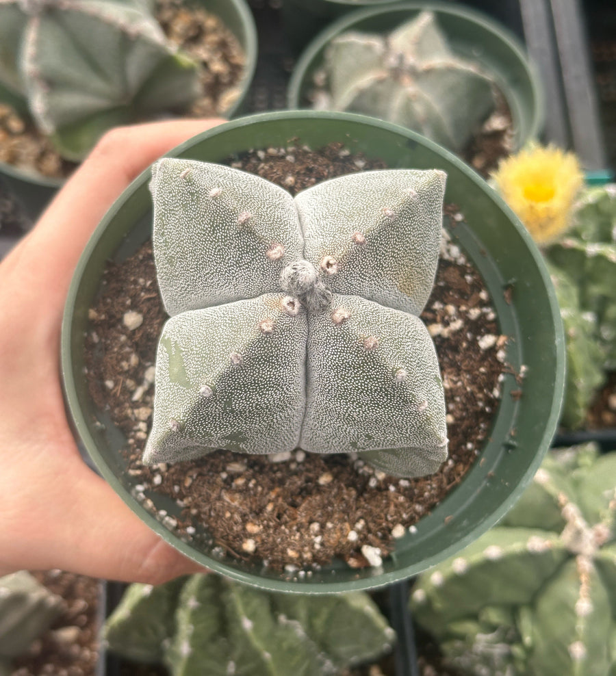 Rare Cactus - Astrophytum Coahuilense