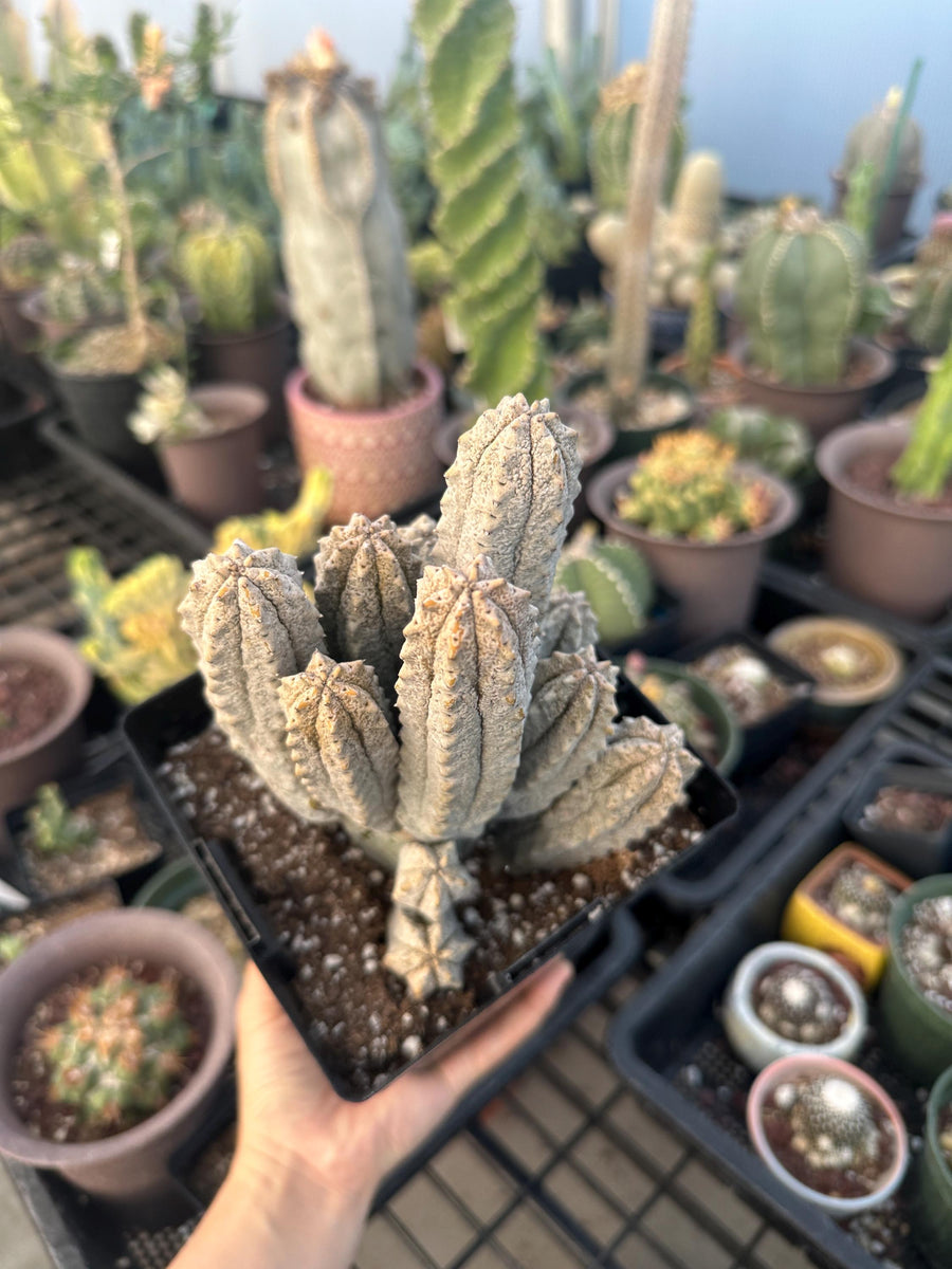 Rare Euphorbia - Euphorbia Abdelkuri Cluster (1)