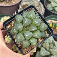 Rare Succulents - Haworthia Emelyae var. Comptoniana Oyayubihime 'Qinzhiji' (3.5")