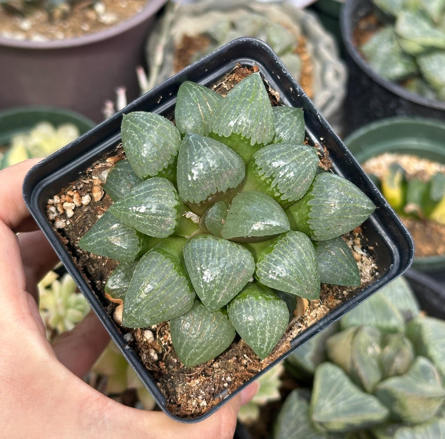 Rare Succulents - Haworthia Emelyae var. Comptoniana Oyayubihime 'Qinzhiji' (3.5