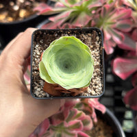 Rare Succulents - Greenovia Wine Cup (2”)