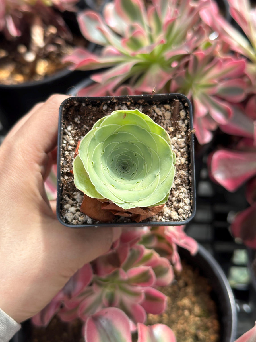 Rare Succulents - Greenovia Wine Cup (2”)