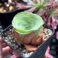 Rare Succulents - Greenovia Wine Cup (2”)