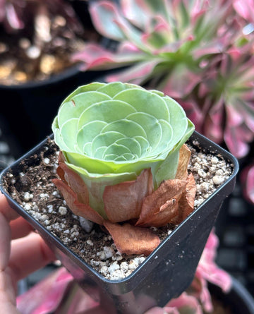 Rare Succulents - Greenovia Wine Cup (2”)