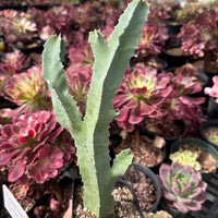 Rare Succulents - Caralluma Speciosa 8”-10”